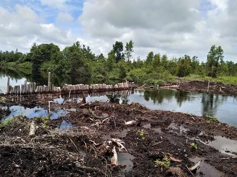 View from forest Foto stock