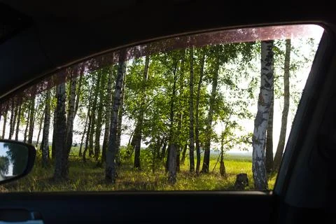 View on the forest Stock Photos