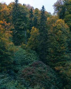 View of the forest Stock Photos