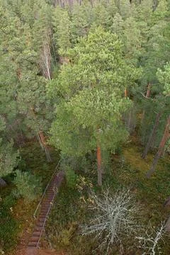 View of forest. Foto stock