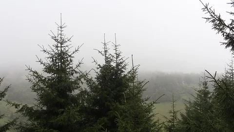 View of forest pine trees and beautiful nature in fog. Stock-Footage 97849356