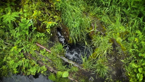 View of the forest rill from above. The stream of water beats. Around the forest Stock Footage 154269974