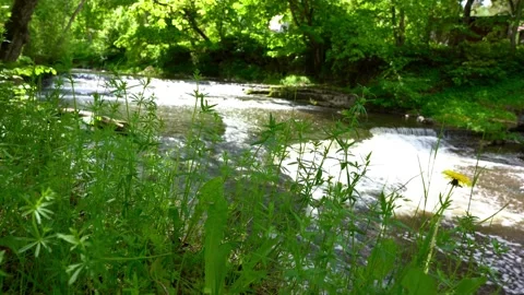 View of a forest river Stock Footage 199130309