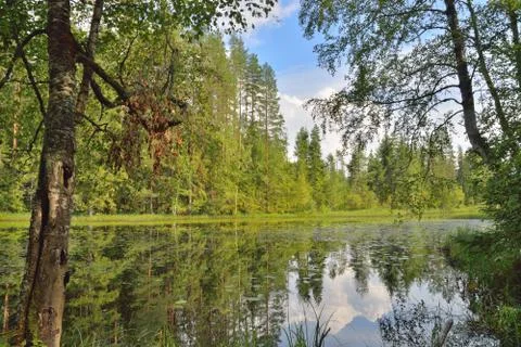 View of forest the river through the branches of the trees Sunny day Stock Photos
