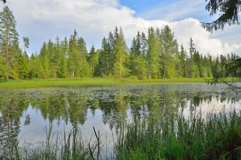 View of forest the river through the branches of the trees Sunny day Stock Photos