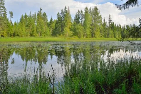View of forest the river through the branches of the trees Sunny day Stock Photos