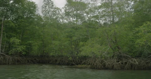 View of forest at riverside Stock Footage 68701044