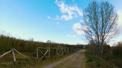 The view on the forest road Stock Footage 234730514