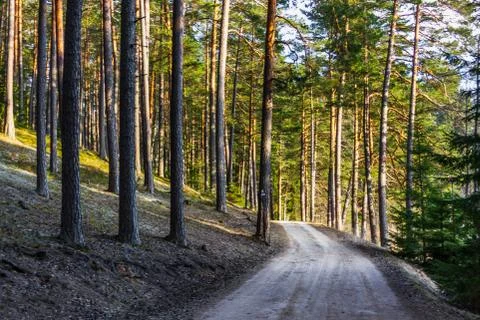 View of the Forest Road, heading deaper in the Woods - Moody Photo with Copy Stock-Fotos