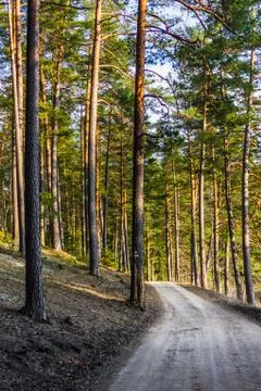 View of the Forest Road, heading deaper in the Woods - Moody Photo with Copy Stock-Fotos