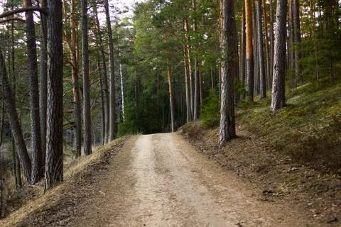 View of the Forest Road, heading deaper in the Woods Stock-Fotos