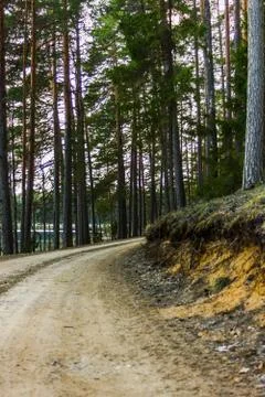 View of the Forest Road, heading deaper in the Woods - Moody Photo with Copy Stock-Fotos