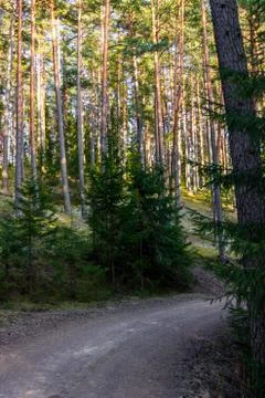 View of the Forest Road, heading deaper in the Woods - Moody Photo with Copy Stock-Fotos