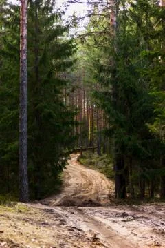 View of the Forest Road, heading deaper in the Woods - Moody Photo with Copy Stock-Fotos