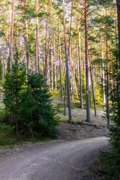 View of the Forest Road, heading deaper in the Woods - Moody Photo with Copy Stock-Fotos