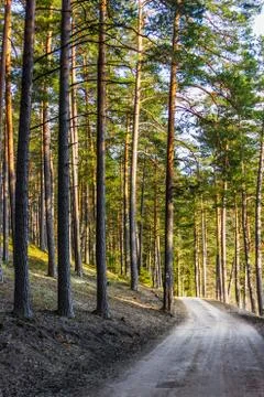 View of the Forest Road, heading deaper in the Woods - Moody Photo with Copy Stock-Fotos