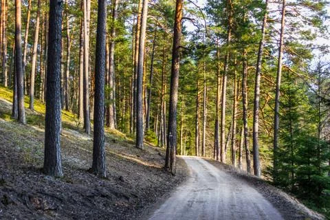 View of the Forest Road, heading deaper in the Woods - Moody Photo with Copy Stock-Fotos