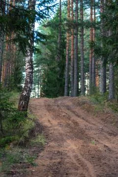 View of the Forest Road, heading deaper in the Woods - Moody Photo with Copy Photos