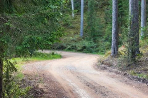 View of the Forest Road, heading deaper in the Woods - Moody Photo with Copy Stock-Fotos