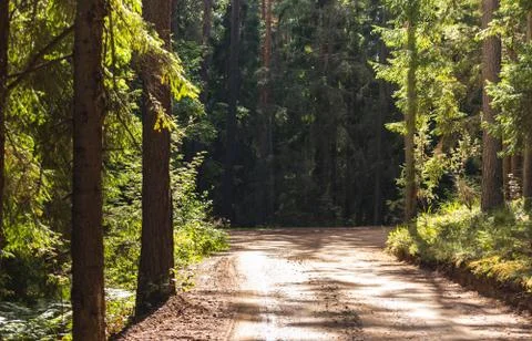 View of the Forest Road, heading deaper in the Woods - Moody Photo with Copy Stock-Fotos