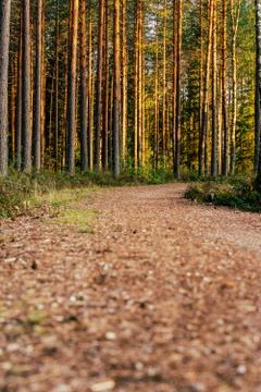 View of the Forest Road, heading deeper in the Woods Photos