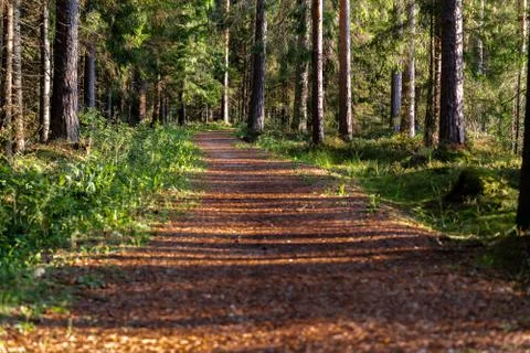 View of the Forest Road, heading deeper in the Woods Stock-Fotos