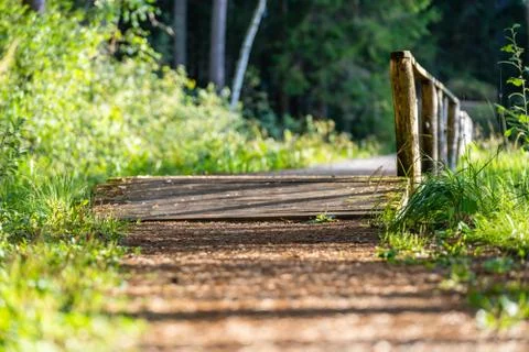 View of the Forest Road, heading deeper in the Woods Stockfoto's
