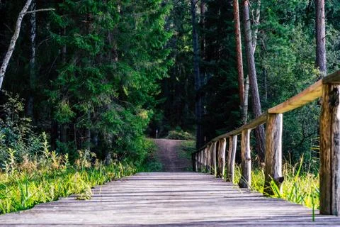 View of the Forest Road, heading deeper in the Woods Fotos Stock