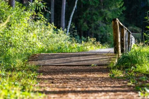 View of the Forest Road, heading deeper in the Woods 写真素材