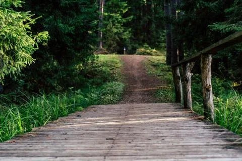 View of the Forest Road, heading deeper in the Woods Фото