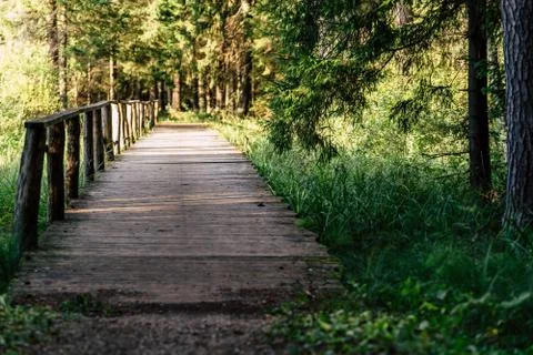 View of the Forest Road, heading deeper in the Woods Foto stock