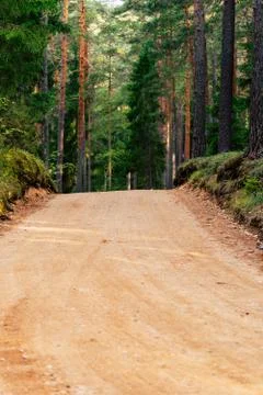 View of the Forest Road, heading deeper in the Woods 写真素材