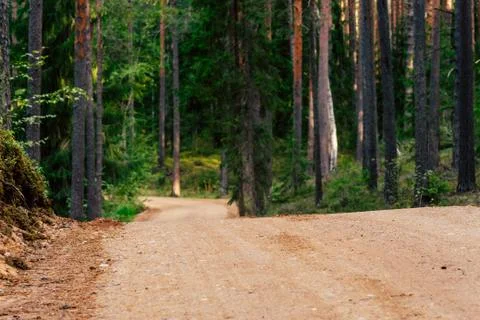 View of the Forest Road, heading deeper in the Woods Photos