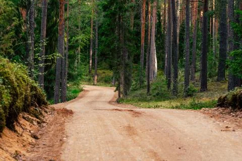 View of the Forest Road, heading deeper in the Woods Photos