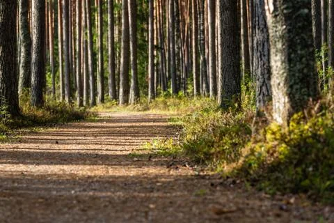 View of the Forest Road, heading deeper in the Woods Fotos Stock