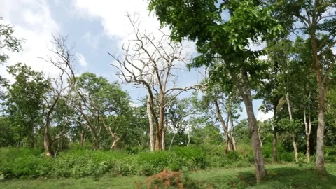 View of forest from roadside, Forest footage Stock-Footage 156955748