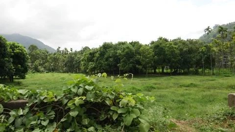 View of forest from roadside, Forest footage Stock Footage 156956763