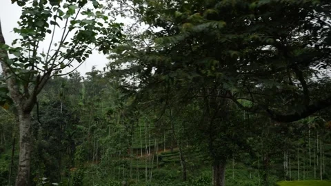 View of forest from roadside, Forest footage Video stock 156969252