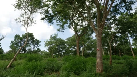View of forest from roadside, Forest footage Vídeo Stock 156971504