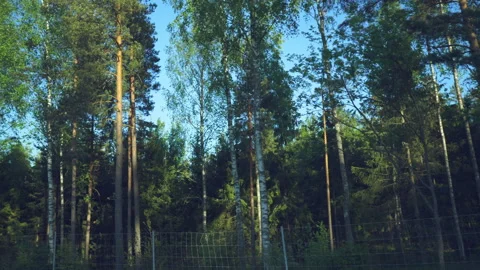 View of forest on the side of the road from car window Video stock 171914519