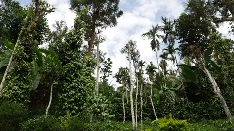 View of forest with sky in the background Vídeo Stock 156959925