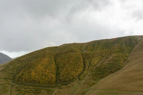 View of the forest on the slope of a mountain Stock Photos