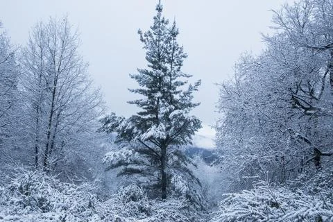 View of a forest with snowy pine trees on a cold foggy day Foto stock