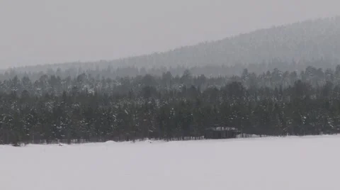 View to the forest in the snowy weather in Inary, Finnish Lapland. Video stock 61087052