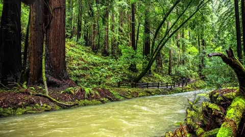View of a forest stream in California, United States. Video stock 341454634