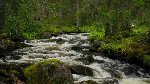 View of a forest stream in Funasdalen, Sweden. Stock Footage 339918321