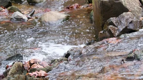 View of a forest stream at Scott's Run Nature Preserve in Virginia, USA Stock Footage 339275260