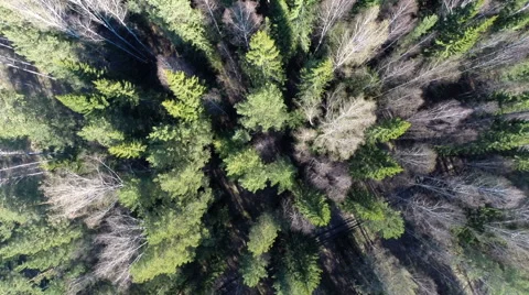 View of forest in summer. aerial view Stock Footage 63071832