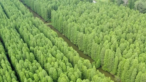 View of forest in summer Video stock 199541238