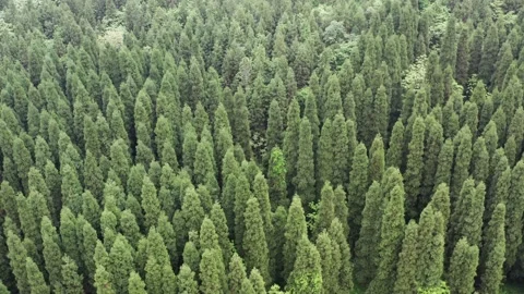 View of forest in summer Video stock 243318015